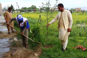 planted in kabul