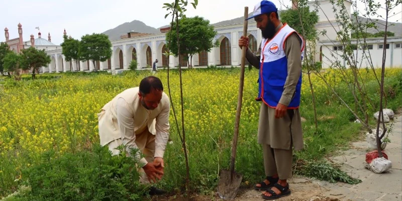 Planted In Kabul